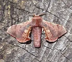 Bombycidae(Triuncina brunnea)