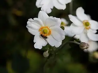 Description de l'image 'Anemone hupehensis' Capel Manor Gardens Enfield London England 2.jpg.