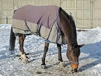 Cheval élevé à l'abbaye d'Einsiedeln