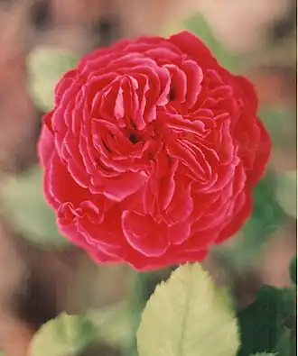 Image illustrative de l’article Souvenir de Spa