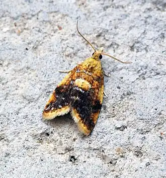 Description de cette image, également commentée ci-après