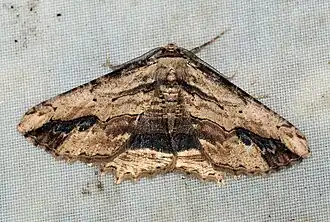 Description de cette image, également commentée ci-après