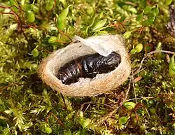 Chrysalide et cocon.