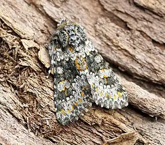 Description de cette image, également commentée ci-après