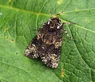 Description de cette image, également commentée ci-après