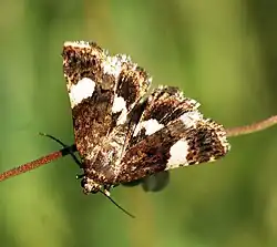 Papillon.