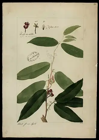 Description de l'image (Cyclolobium), da Coleção Brasiliana Iconográfica.jpg.