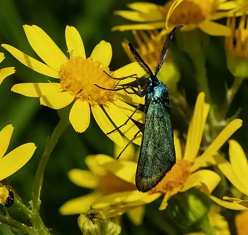 Adscita statices male - Villeneuve-lès-Bouloc France