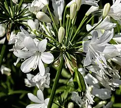Agapanthus 'ever white'  inflorescence - Les Martels, Giroussens Tarn.