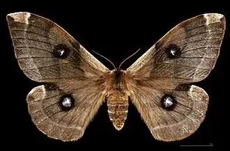 Femelle, face dorsale MHNT