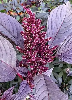 Inflorescences Jardin des Martels