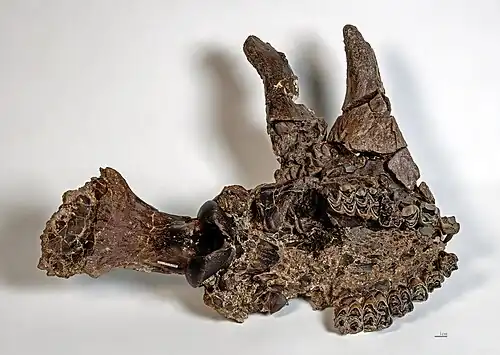 Paratype - Crâne vue inférieure  MHNT