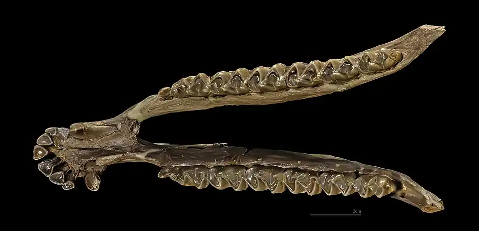 Anchitherium aurelianense Mandibule complète - Burdigalien MHNT