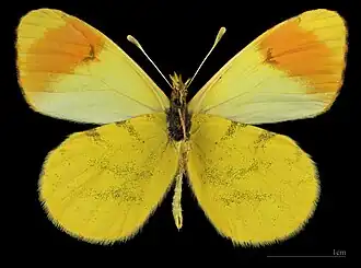 Anthocharis belia androgyne ♂ △ MHNT