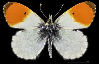 Anthocharis cardamines ♂  MHNT