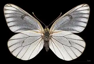 Aporia crataegi  ♀