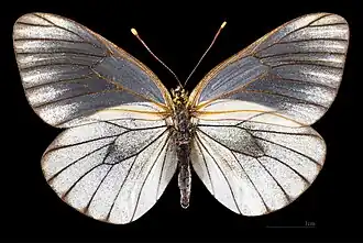 Aporia crataegi augusta♀