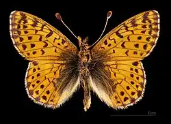 Boloria pales palustris  Face dorsale MHNT