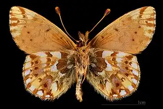 △  Boloria pales palustris  Face ventrale MHNT