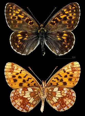 Boloria (Clossiana) thore, le Nacré noirâtre