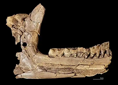 Brachypotherium brachypus Hémimandibule droite Montrèal-du-Gers - MHNT