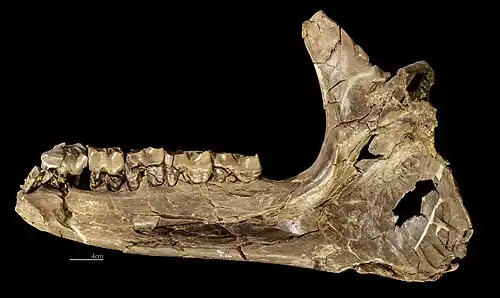 Brachypotherium brachypus Hémimandibule gauche Montrèal-du-Gers - MHNT