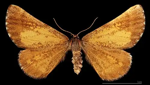 MHNTBupalus piniaria♀