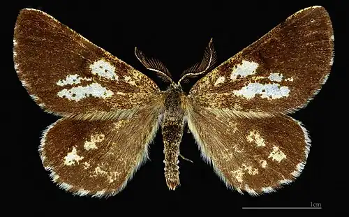 MHNTBupalus piniaria ♂