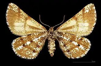 MHNT Bupalus piniaria fuscostrigata  ♀  △