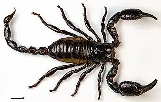 Description de l'image (MHNT) Chersonesometrus fulvipes - dorsal view - India.jpg.