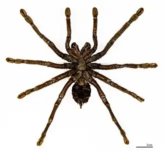 Citharacanthus spinicrus - spécimen vue ventrale