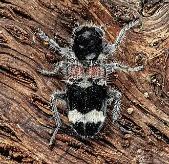 Description de cette image, également commentée ci-après