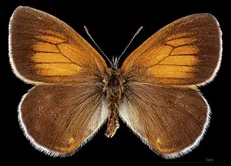 Coenonympha arcania ♂ MHNT