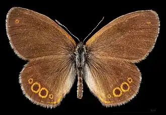 Coenonympha hero ♂  MHNT