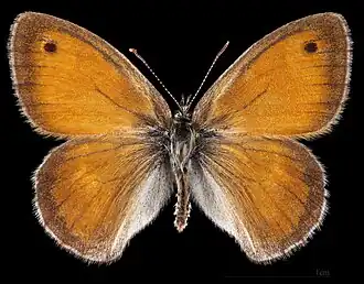 Coenonympha pamphilus ♂  MHNT