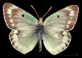 Colias phicomone, ♂