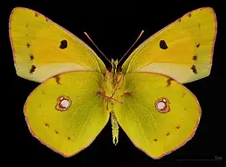 Colias croceus croceus ♂ △