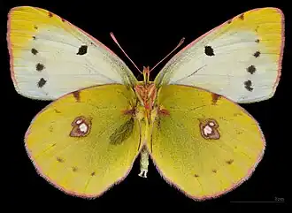 Colias croceus f. helice ♀  △.