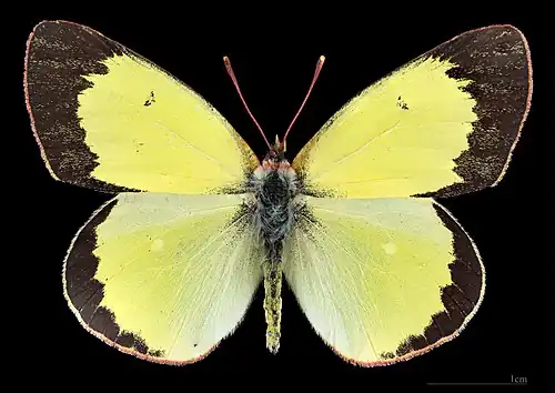 Colias palaeno, ♂