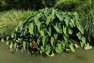 Les Martels, Giroussens Tarn