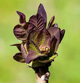 Bourgeons foliaires en cours de déploiement avec inflorescence immature