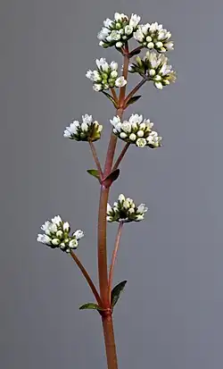 Crassula orbicularis var. rosularis Inflorescene