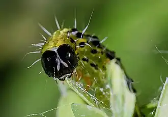 Gros plan de la tête