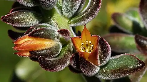 Echeveria cv. 'Pulv Oliver'  - Bourgeons et fleur.