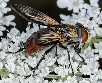 Description de cette image, également commentée ci-après