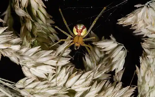 Enoplognatha ovata sur Holcus lanatus
