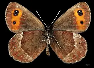 Erebia aethiops ♂  △