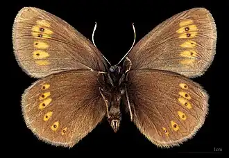 Erebia alberganus ♂  △