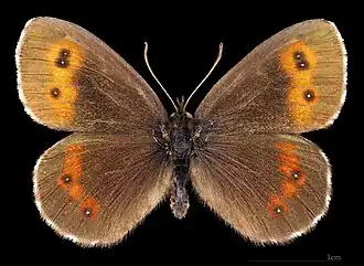 Erebia euryal adyte  ♂