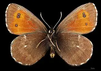 Erebia euryal adyte ♂   △